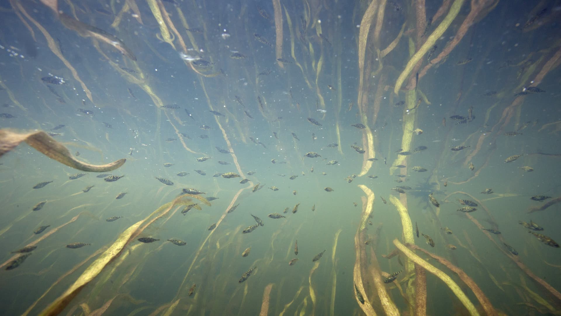 Nederland onder water