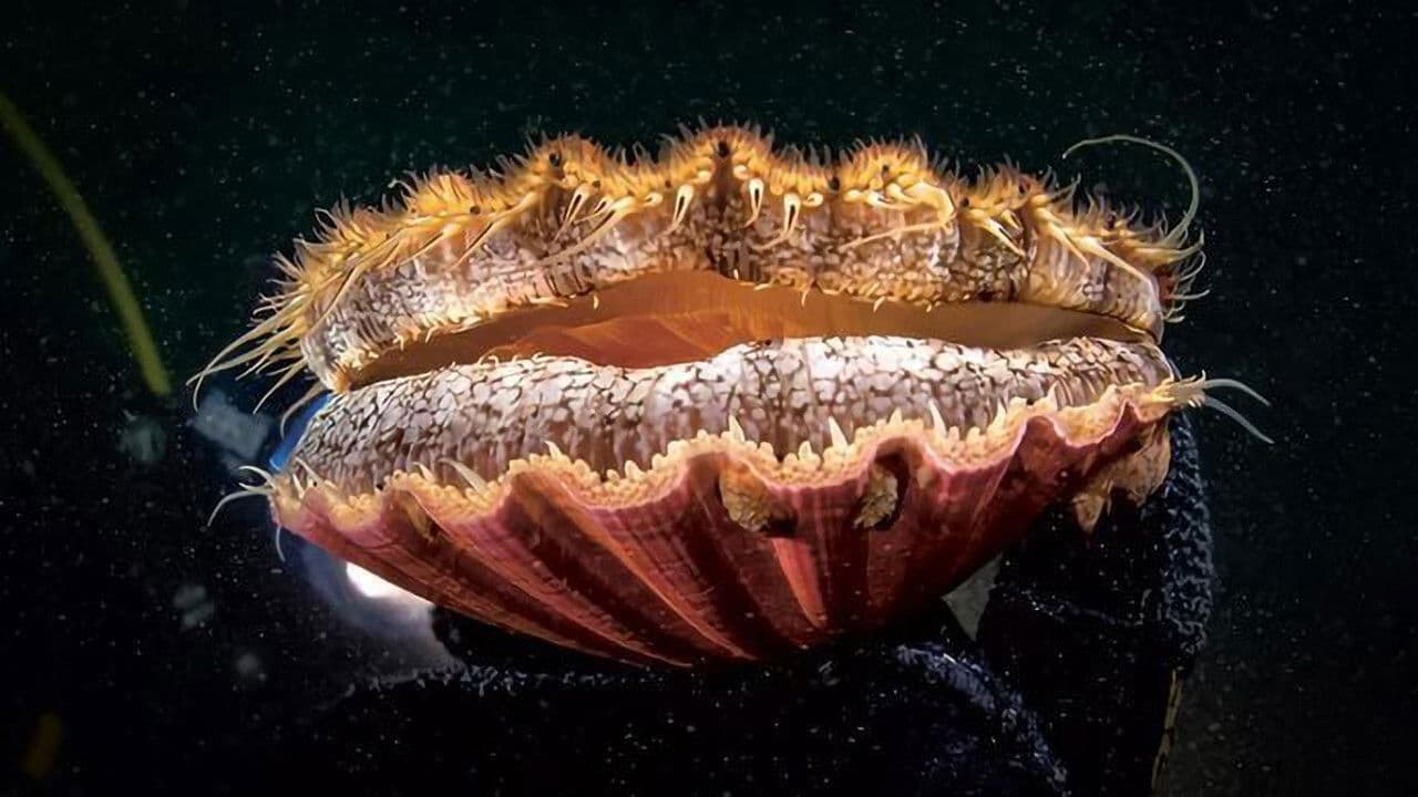 The Odyssey of the Scallop Shell