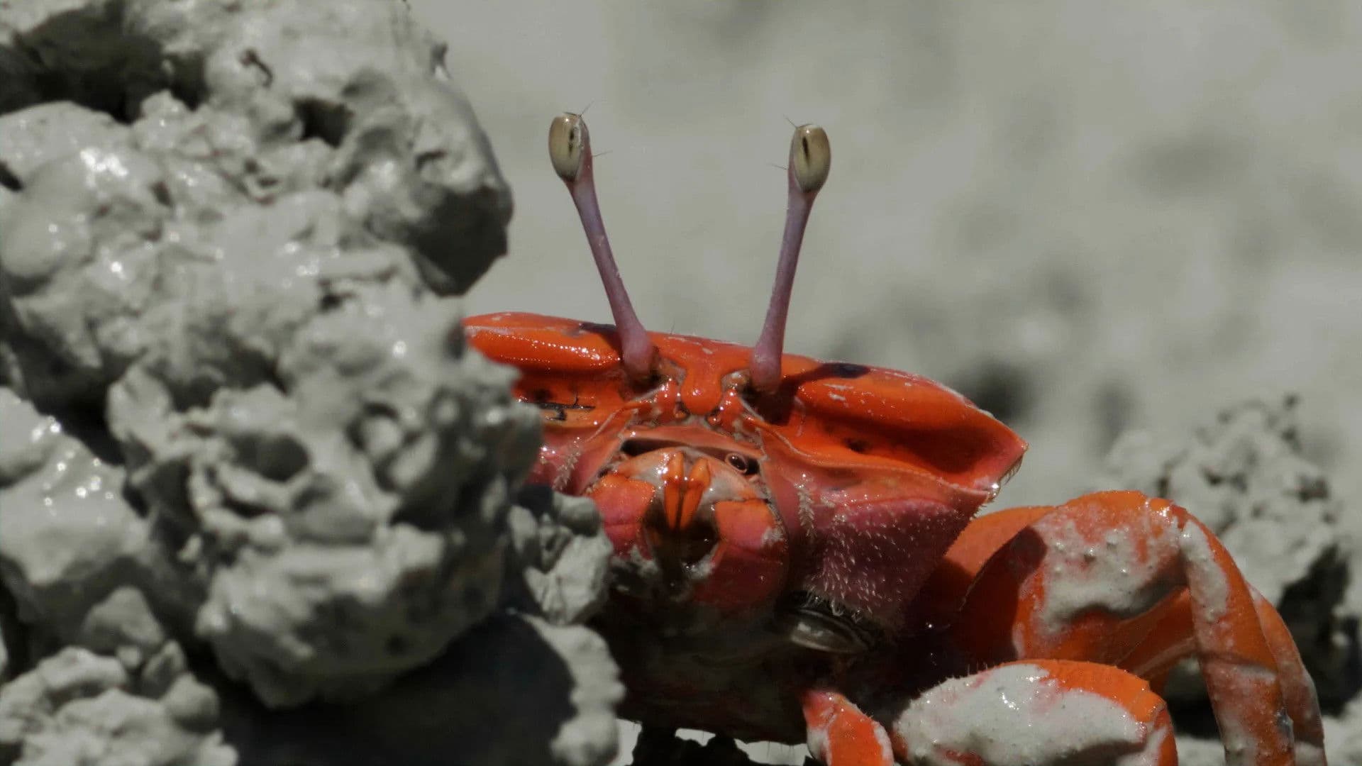 Le Petit Peuple des rivages