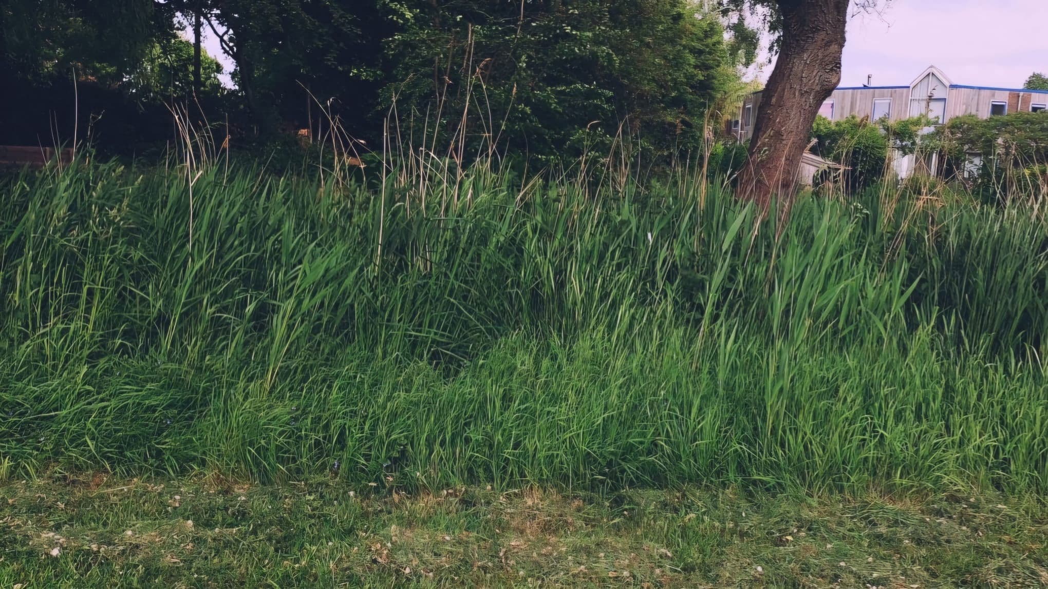 een kleine film over toxic comic nerds