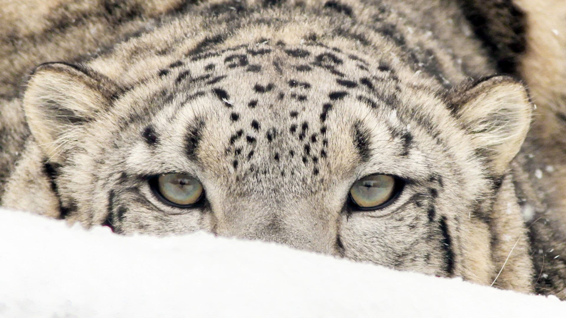 Spirit of the Mountains