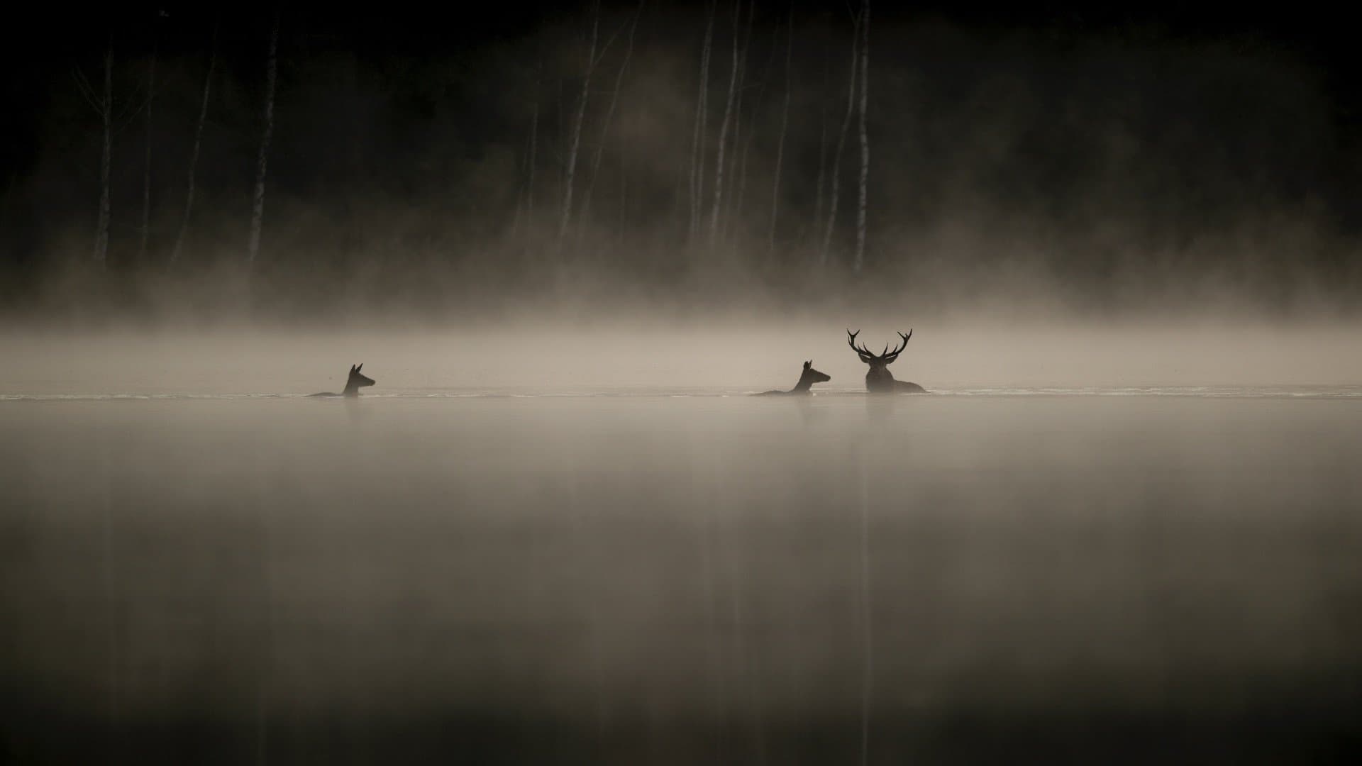 Whispers in the Woods