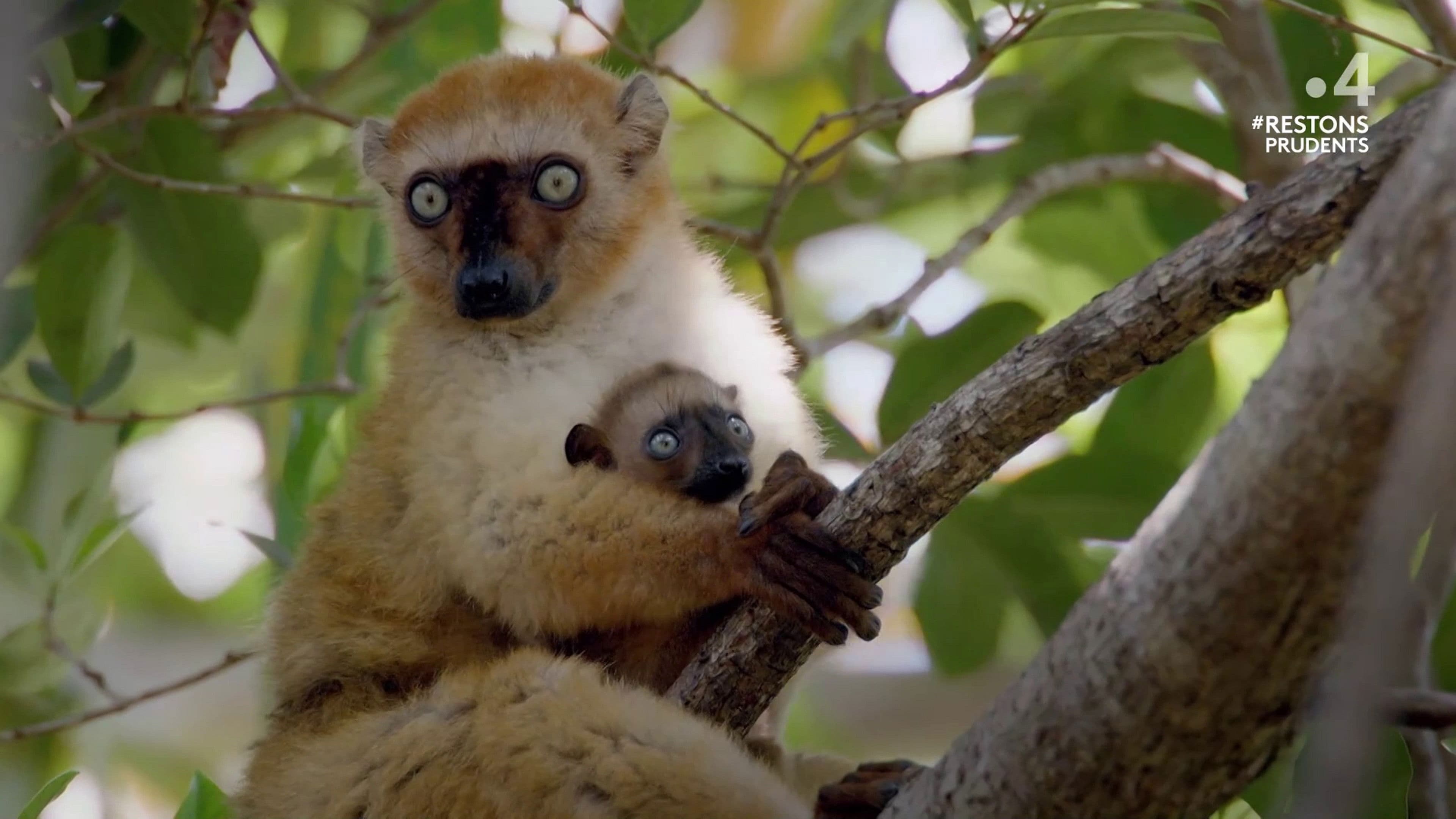 Primates: The Strength of the Clan