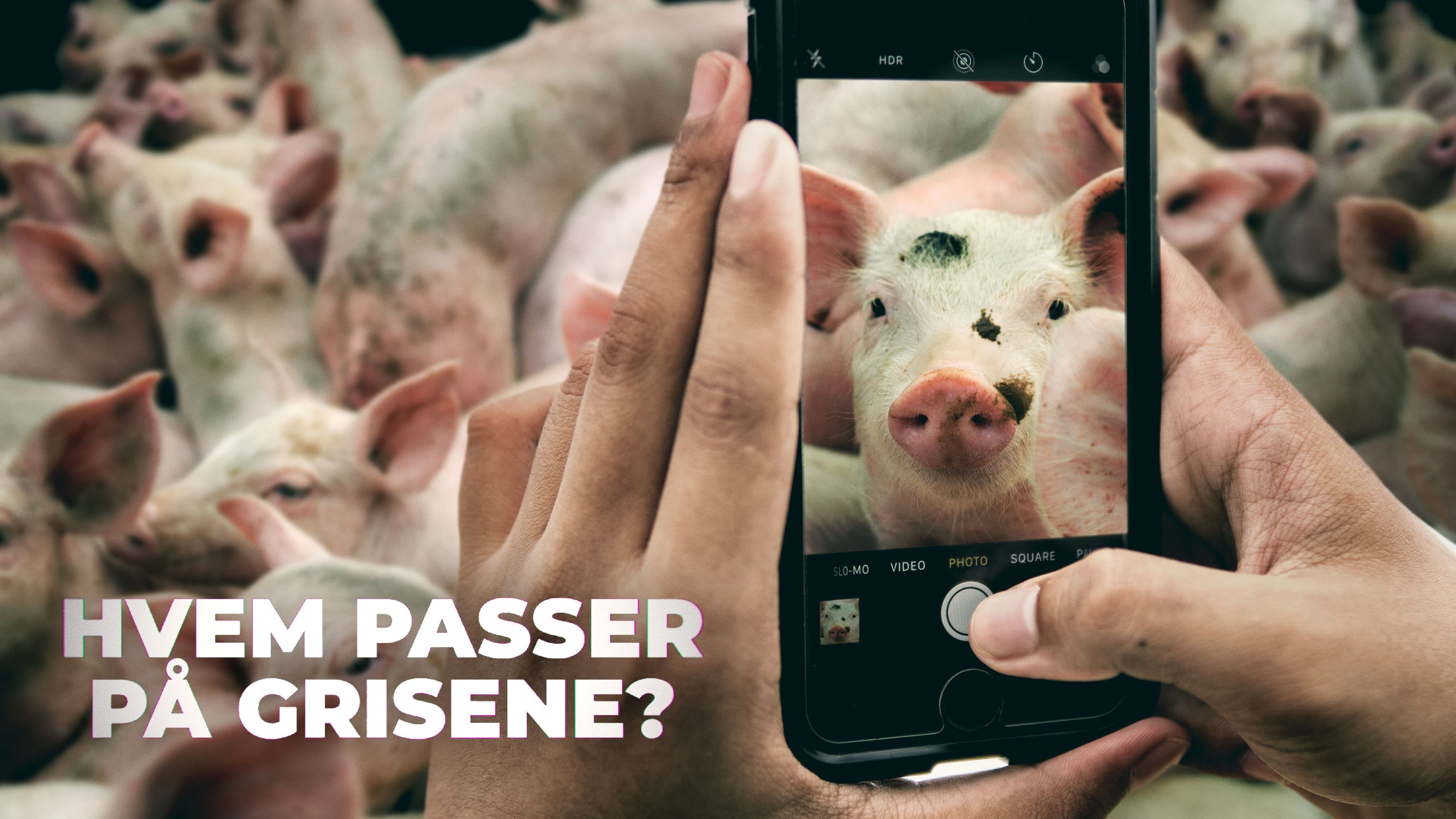 Hvem passer på grisene?