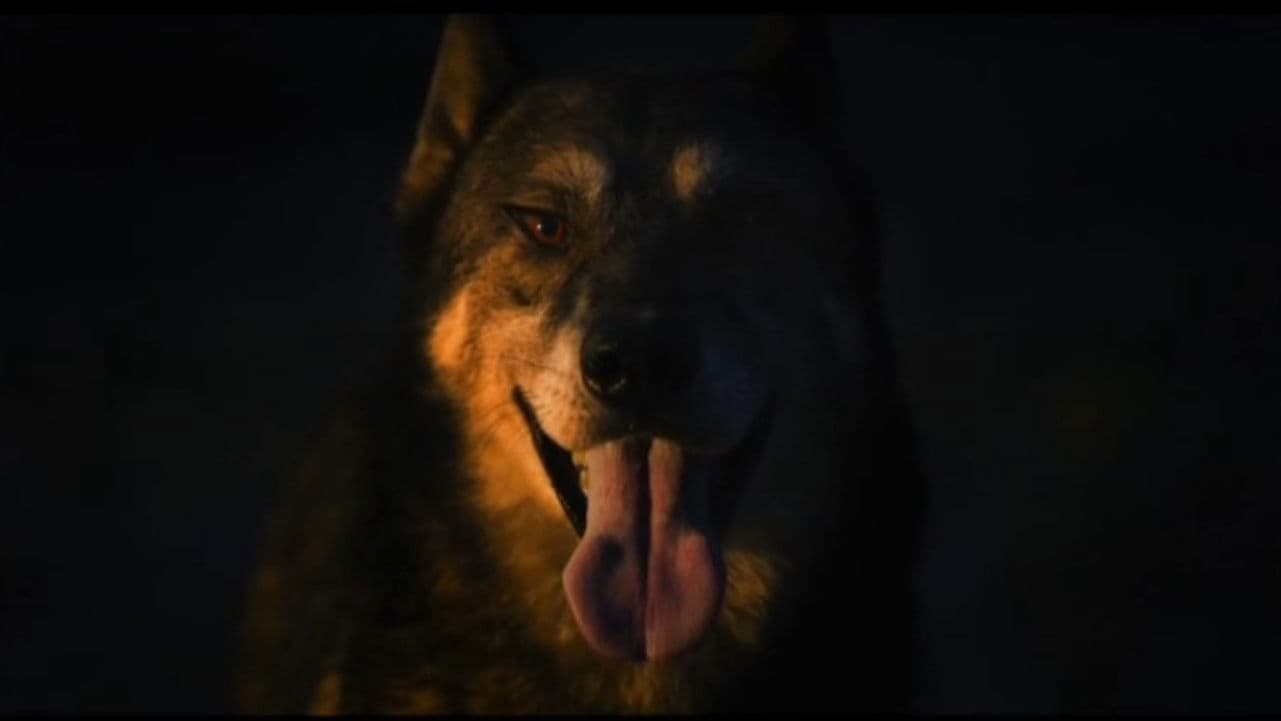 A Dog in my Flashlight