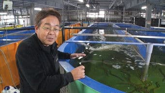 Sustainable Fisheries through Advances in Aquaculture: Aquaculture Innovator - Yamamoto Toshimasa