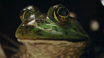 Chapter Two: The Cabin