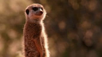 If I Were a Meerkat