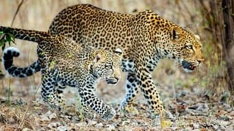 Four Crowns, One Kingdom