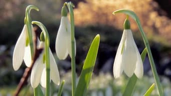 Snowdrops