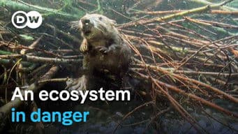 Saving beavers and pond turtles