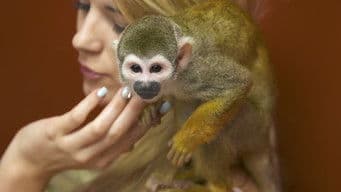 Sushi Eating Squirrel Monkey