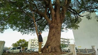 Hiroshima's A-Bomb Survivor Trees