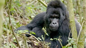 Gorillas & Sloths – Two Contrasting Styles