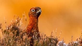 The Pembrokeshire Coast: A Wild Year