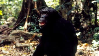 Jane Goodall's Wild Chimpanzees