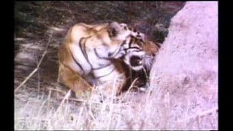 Tigers of Ranthambhor