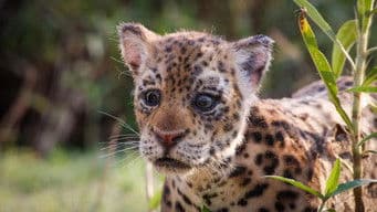 Spy in The Wild 2: The Tropics