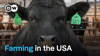 Agribusiness in the USA - The dark side of productivity and profitability