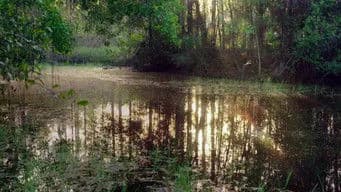 The Eternal Swamps: Florida