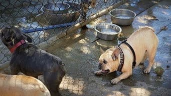 Aggressive Little Monster