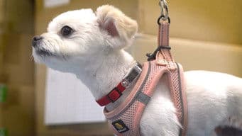 Disaster Preparedness for Companion Animals