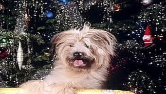 A Christmas For Boomer II