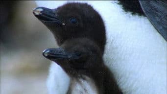 Penguins: Spy in the Huddle: First Steps