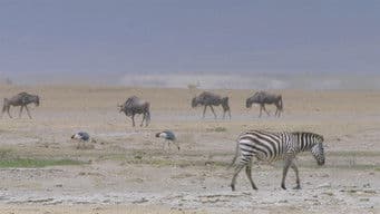 Ngorongoro Crater: Cursed Haven