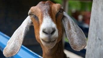 Hook, Feline and Sinker