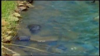 Animals that Time Forgot