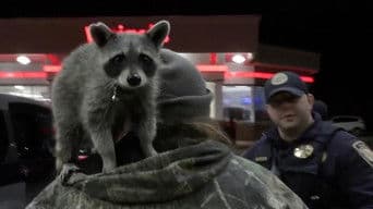 Sex Trafficking Arrest