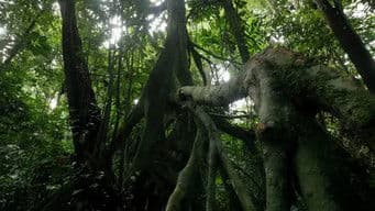The Dark Jungle: Equatorial African Forests