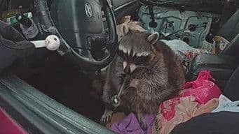 Meth Raccoon