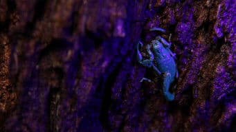 Lurking in the Grass