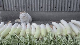 Kumamoto: Food and Exercise on Yushima