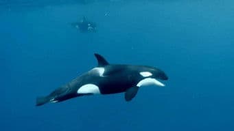 Sperm Whale Defence & Dead Ants