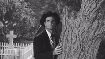 The Cats of Paradise