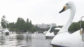 Tokyo's Inokashira Park: Drawn to the Pond