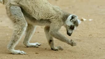 The Kingdom of the Sun: Madagascan Deciduous Forest