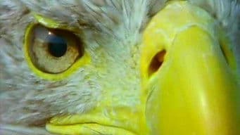 The Eagle Has Landed