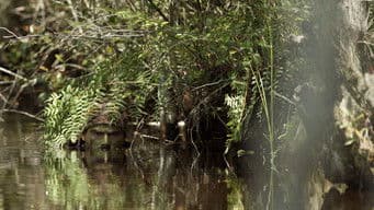 The Power of Patience: Aligator