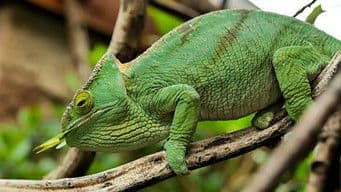 Komodo and Chameleon