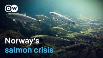 Can Norway’s wild salmon be saved?