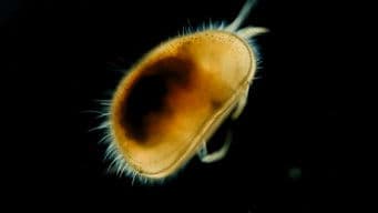 The Tiny Crustacean With the Oldest Penis