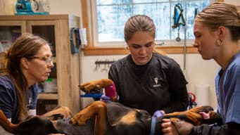 You Ain't Nothin' But a Hound Dog