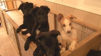 Daitokai: Dog and Cat Shelter in the Big City