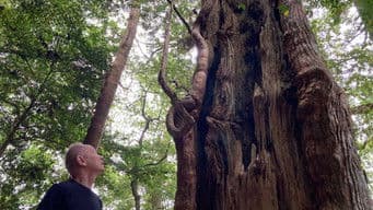 KUMANO: Spirit of the Forest