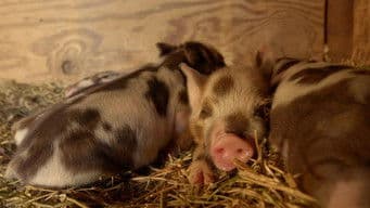 The Little Practice on the Prairie