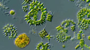 The Diversity of Shapes in the Microcosmos